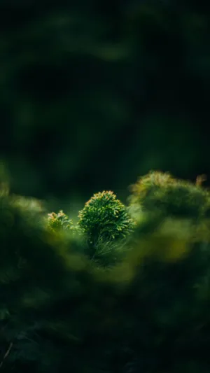 Greenery In The Shadows