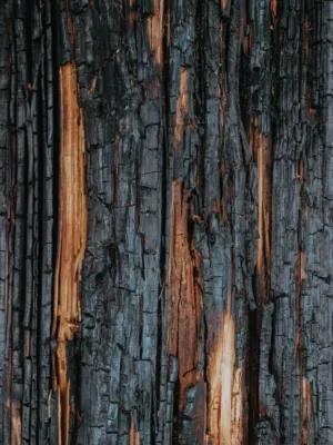 Charred Tree Trunk
