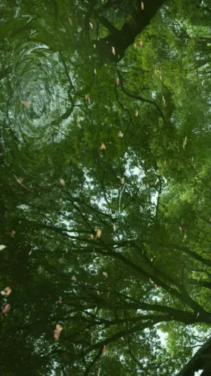 Reflections In A Forest
