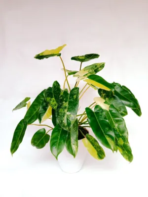 Variegated Philodendron