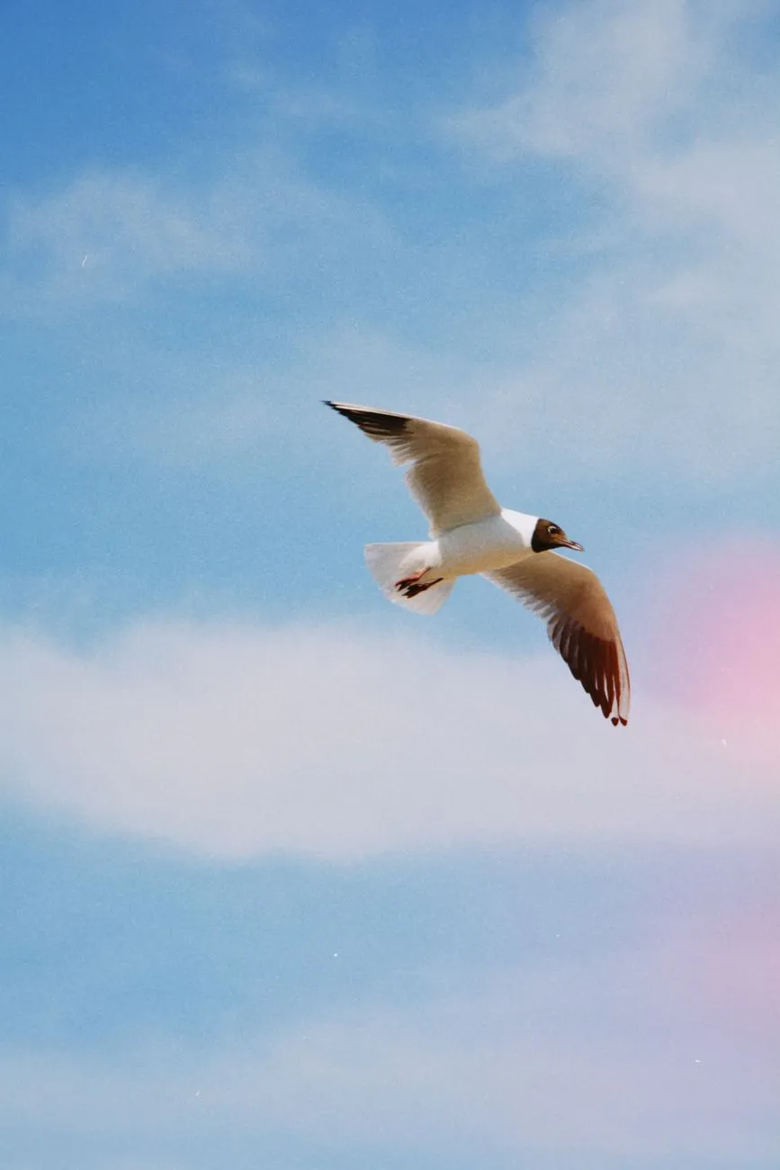 Seagull In Flight