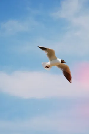 Seagull In Flight