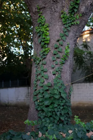 Vine-Covered Tree