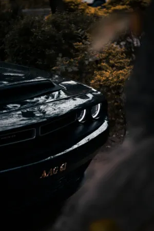 Black Car In Nature