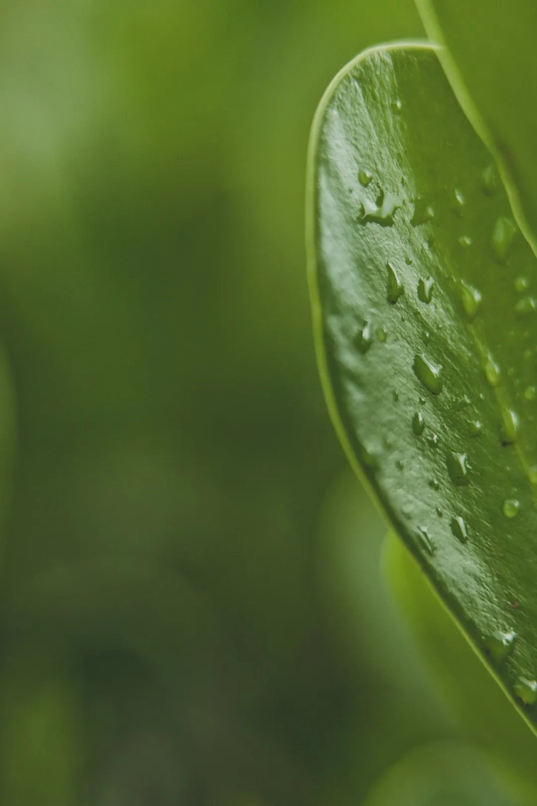 Green Leaf With Water Droplets