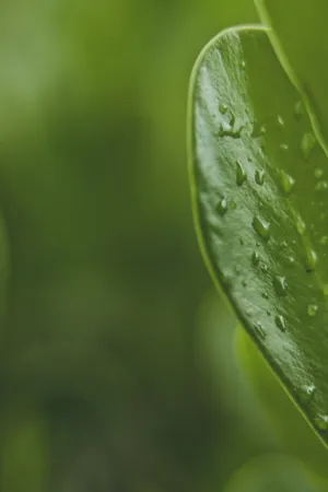 Green Leaf With Water Droplets