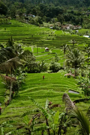 Green Terraced Fields