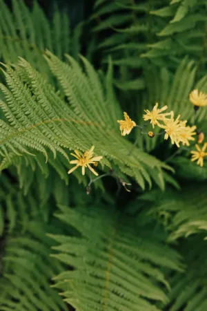 Ferns And Flowers