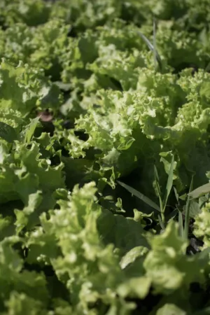 Lettuce Field