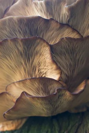 Mushroom Close-Up