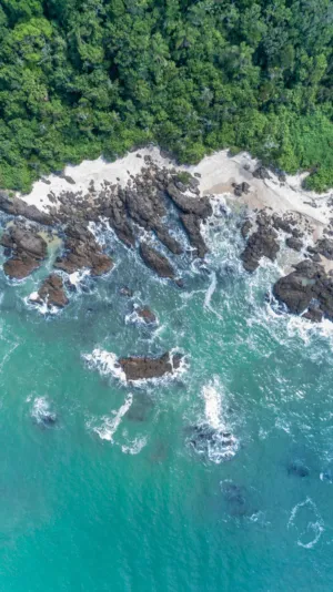 Beach And Forest