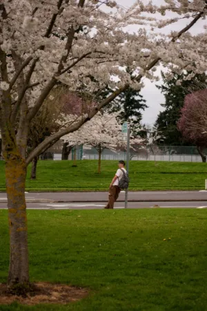 Cherry Blossom Park