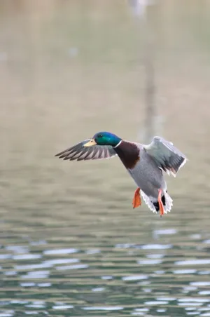 Flying Duck