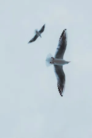 Seagulls In Flight