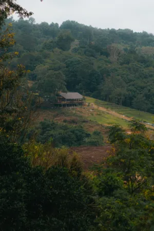 Forest Cabin