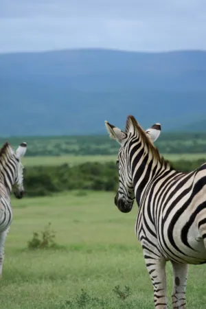 Zebras In The Wild