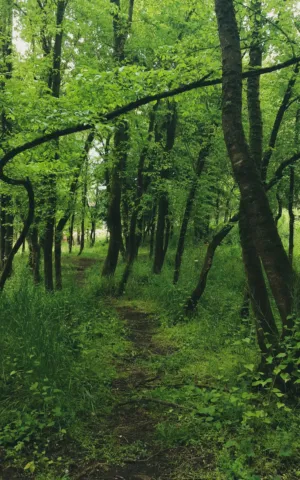 Forest Path