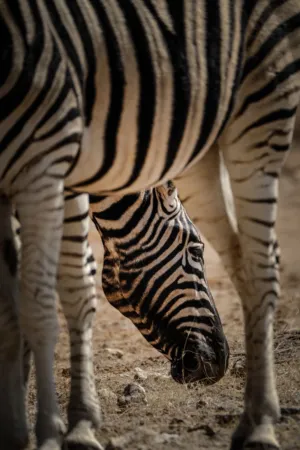 Grazing Zebra