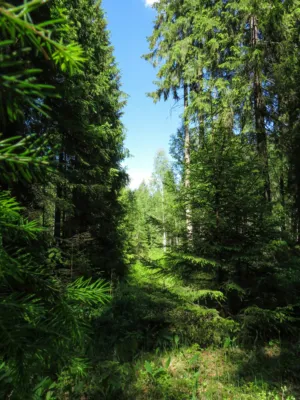 Forest Path