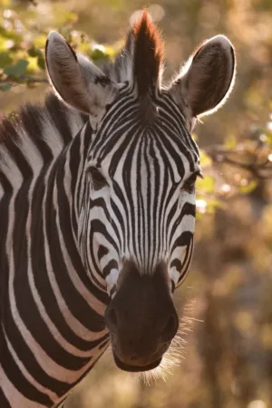 Zebra Portrait
