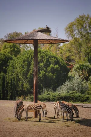 Zebra Gathering