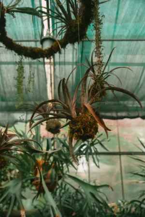 Hanging Air Plants