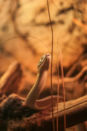 Snake In The Wild