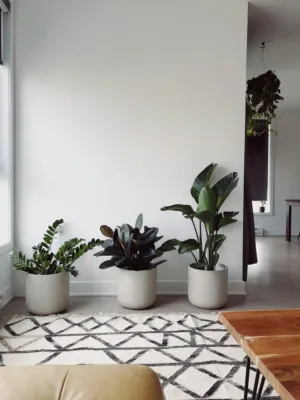 Modern Indoor Plant Decor