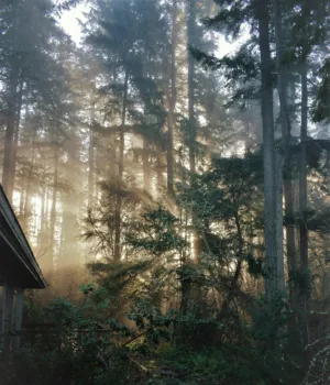 Sunlit Forest