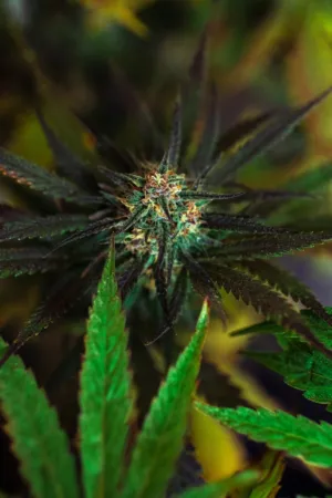Cannabis Bud Close-Up