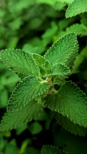 Green Leaf Close-Up