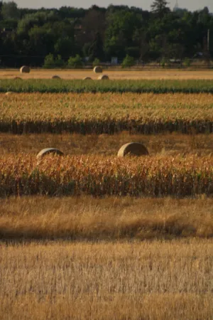 Harvested Field With Hay Bales