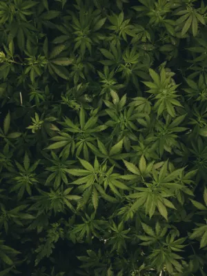 Green Leafy Plants