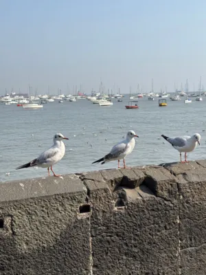 Seagulls By The Sea