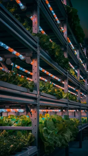 Vertical Farming With Led Lights