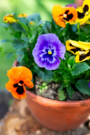 Colorful Pansies In A Pot