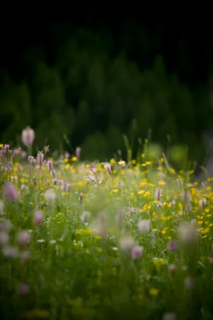 Wildflower Meadow