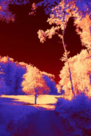 Infrared Landscape