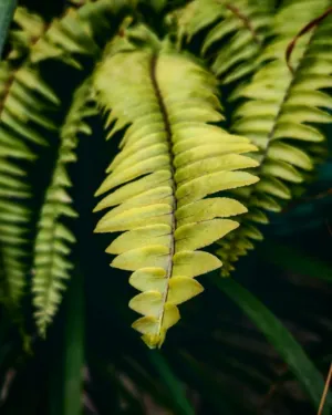 Fern Leaf