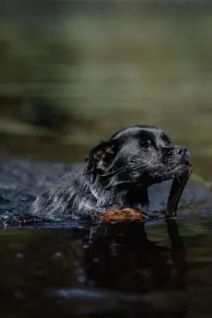 Black Dog Swimming With Stick