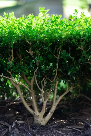 Green Hedge