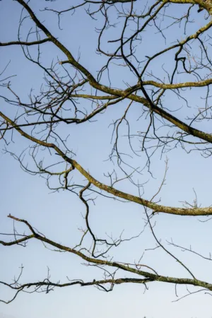 Bare Tree Branches