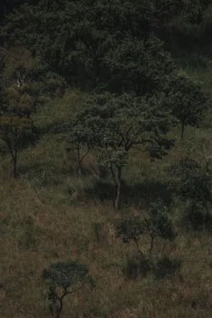 Forest Landscape