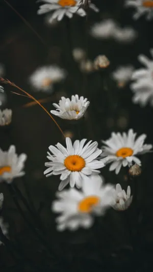 White Daisies