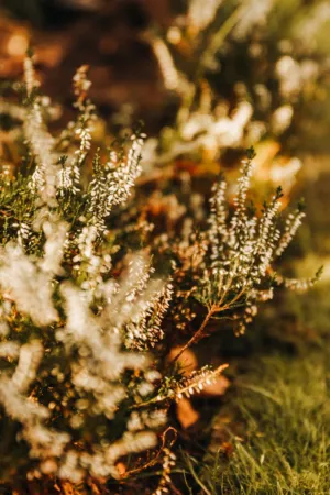 White Flowers In The Wild