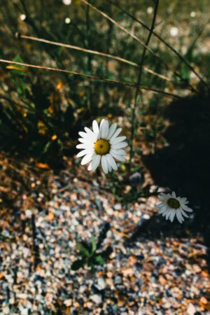 Daisy In The Wild