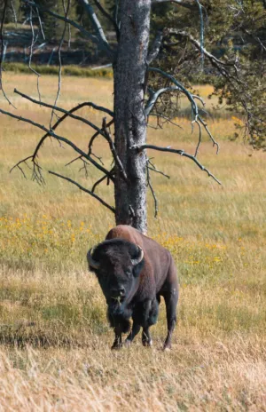 Bison In The Wild