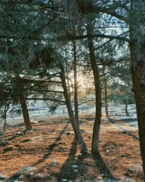 Forest Sunset