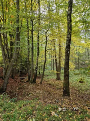 Autumn Forest