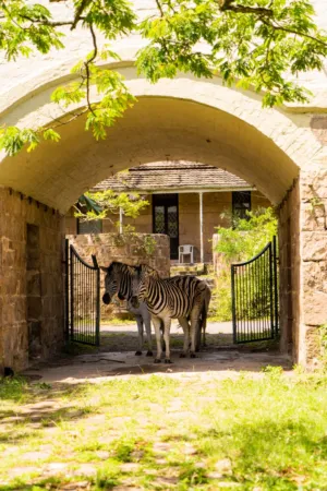 Zebra In A Stone Archway